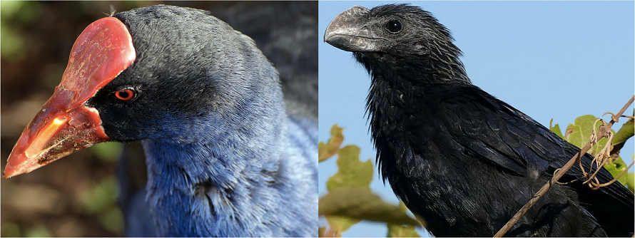 Pukeko and Smooth-billed Ani