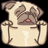 pug