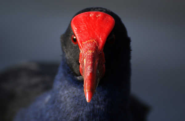 Pukeko