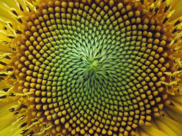 Sunflower seed spirals